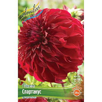 Георгина Спартакус 1 шт