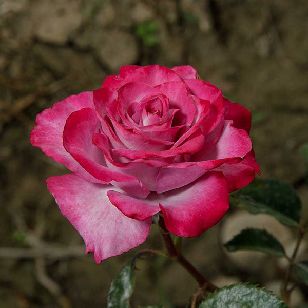 Роза чайно-гибридная Моди Блю Садовита