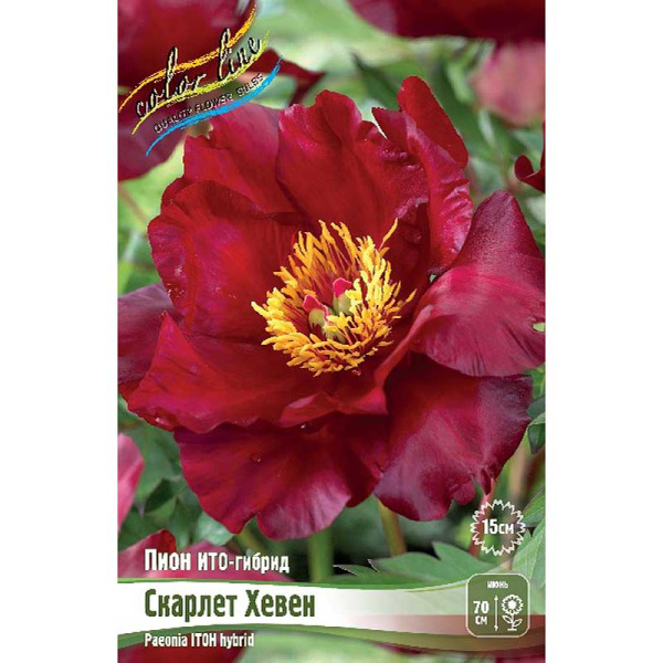 Пион Ито-Гибрид Скарлет Хевен 2/3 n 5 шт Биг-Пак 9941 