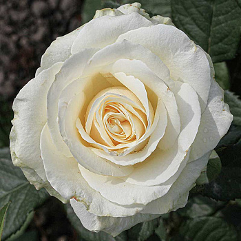 Роза чайно-гибридная Аваланч Садовита