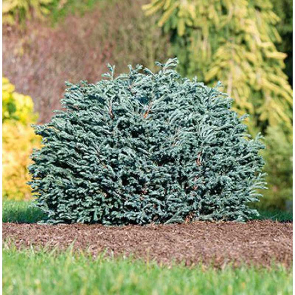 Кипарисовик Горохоплодный Блю Мун C3 20-25cm шт