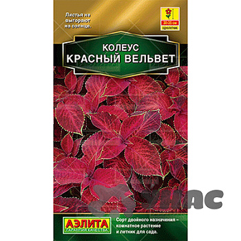 Колеус Красный вельвет блюме Аэлита Ц 