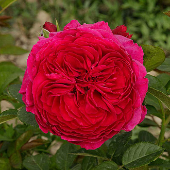 Роза чайно-гибридная Алан Сушон Садовита