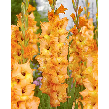 10039 Шоу-Бокс Гладиолус Олимпик Флейм 10/12 100 шт 