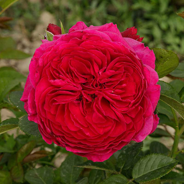 Роза чайно-гибридная Алан Сушон Садовита