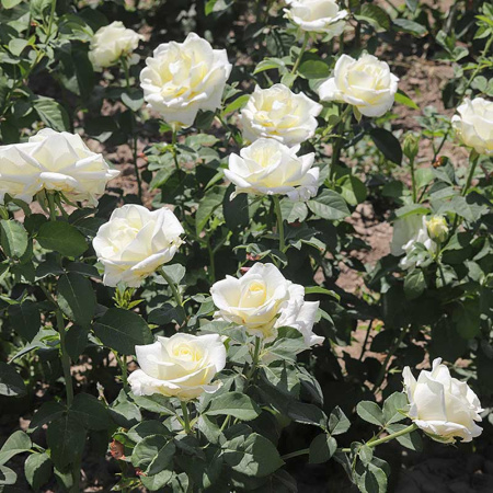 Роза чайно-гибридная Полар Стар Садовита