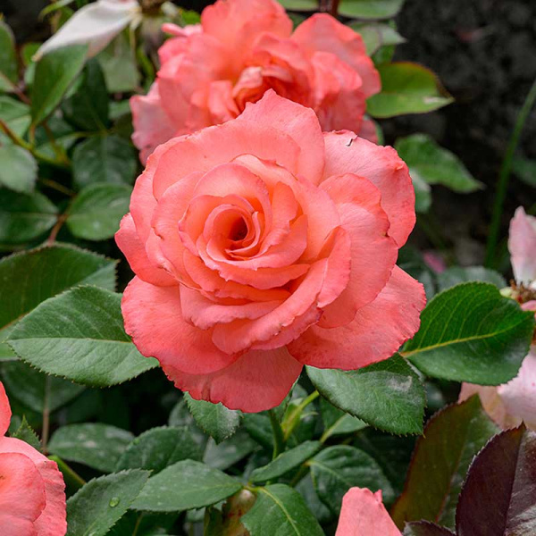 Роза Флорибунда Вайкики Садовита