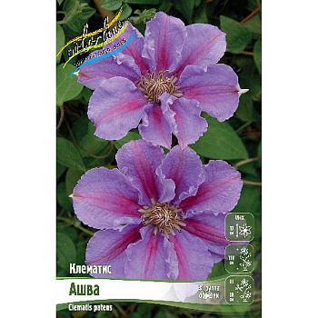 Клематис Ашва I 25 шт Биг-пак 3974