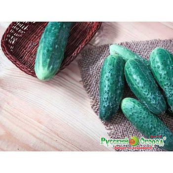 Огурец Хабар НК Ц