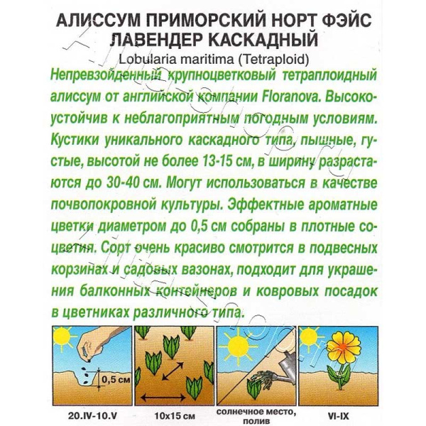 Семена Алиссум Норт фэйс лавендер Аэлита Ц 
