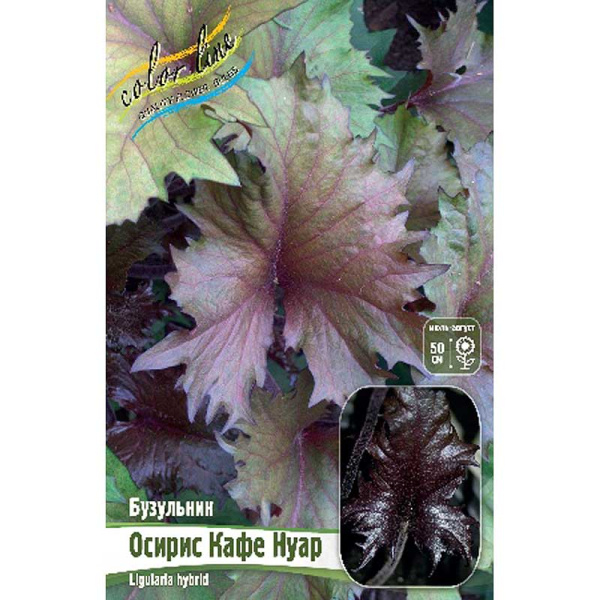 Бузульник Осирис Кафе Нуар I 1 шт