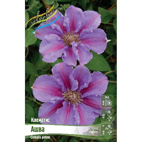 Клематис Ашва I 25 шт Биг-пак 3974