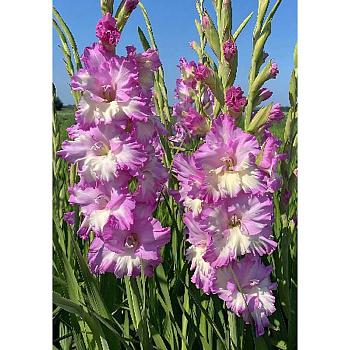 Гладиолус Цера Корфинио 10/12 5 Эконом шт 