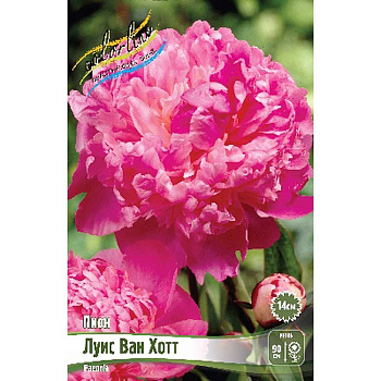 Пион Луис Ван Хотт 2/3 n 1 шт