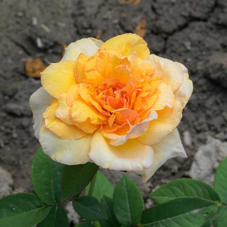 Роза Шраб София Ренессанс Садовита