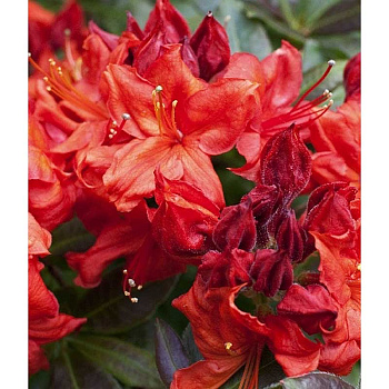 Азалия Knapp Hill Гибрид Файрбол P9