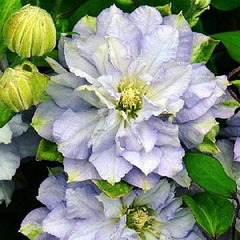 Клематис Диамонд Болл P9 шт