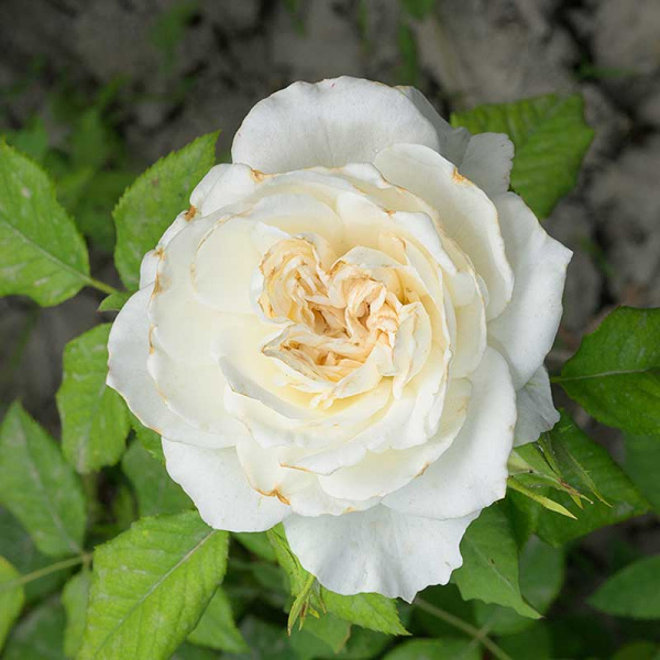 Роза Чайно-гибридная Ариана де Родшильд Садовита