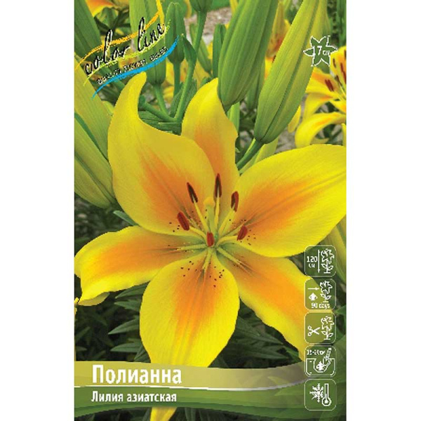 Лилия Полианна 12/14 25 шт Биг-пак 5120