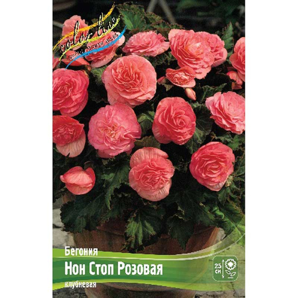 Бегония Нон Стоп Розовая 5/6 3 шт 