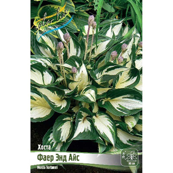 Хоста Файер Энд Айс 1 n 1 шт