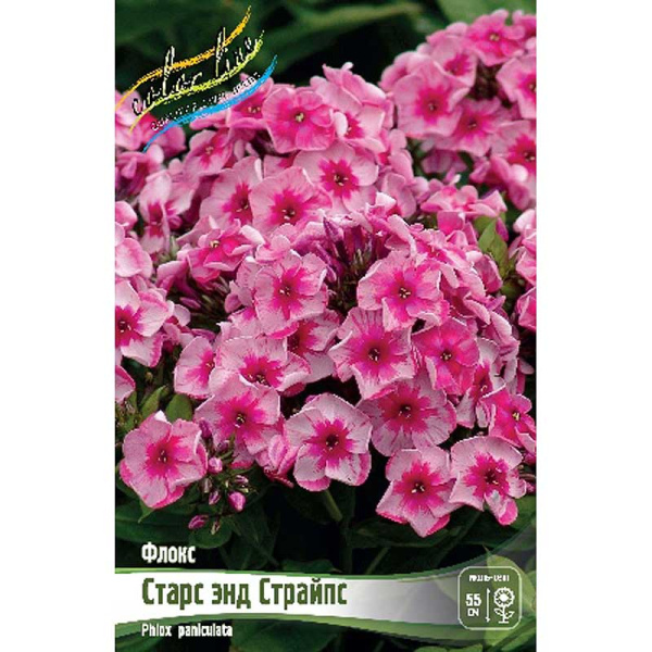 Флокс Старс Энд Страйпс I 2 шт