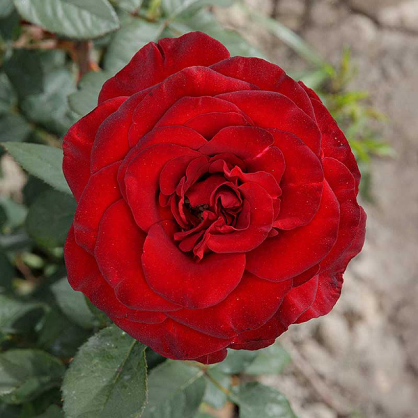 Роза чайно-гибридная Черный жемчуг Садовита