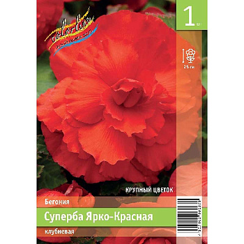 Бегония Суперба Ярко-Красная 4/5 1 Эконом шт