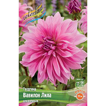 Георгина Вавилон Лила I 1 шт 