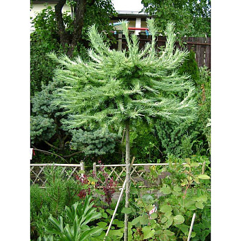 Лиственница Кемпфера Блю Драфт BR 120cm