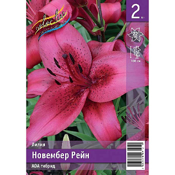 Лилия Новембер Рейн 12/14 2 Эконом шт