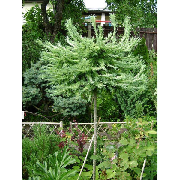 Лиственница Кемпфера Блю Драфт BR 120cm