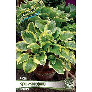 Хоста Куин Жозефина 1 n 25 шт Биг-Пак 8625