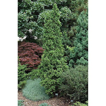 Туя Западная Дегротс Спайр P9