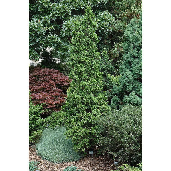 Туя Западная Дегротс Спайр P9