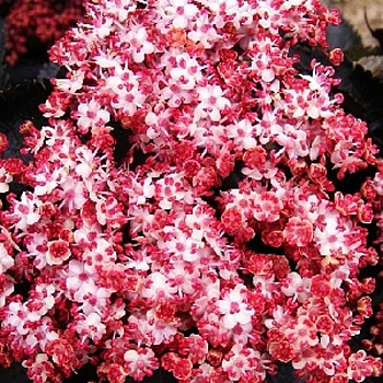 Бузина Чёрная Блэк Тауэр P9