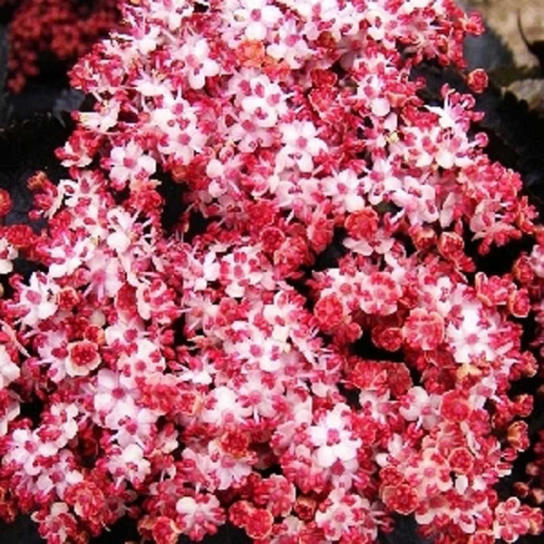 Бузина Чёрная Блэк Тауэр P9