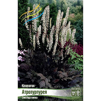 8433 Биг-Пак Клопогон Атропурпурея I 25 шт 