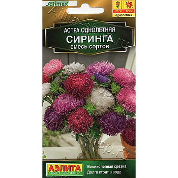 Астра Сиринга Аэлита Ц 