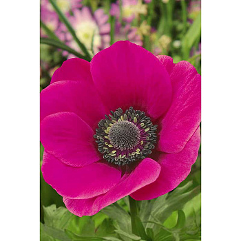 Анемона Сильфид 6/7 10 шт Садовита 