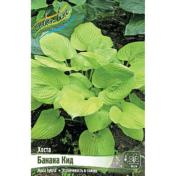 Хоста Банана Кид 1 n 1 шт