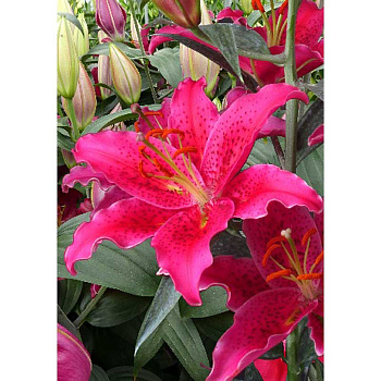 Лилия Гомера 13/14 1 Эконом шт 