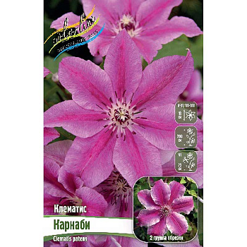 Клематис Карнаби I 2 шт