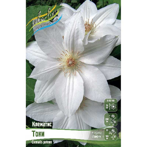 Клематис Токи I 25 шт Биг-пак 3082