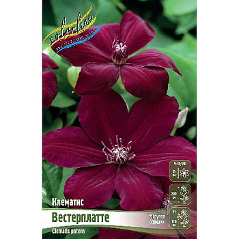 Клематис Вестерплатте I 2 шт