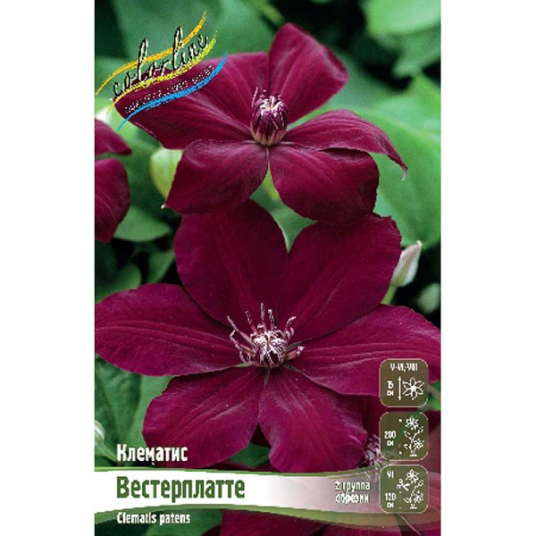 Клематис Вестерплатте I 2 шт