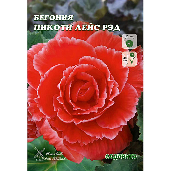 Бегония Пикоти Лейс Рэд 4/+ 2 шт Садовита