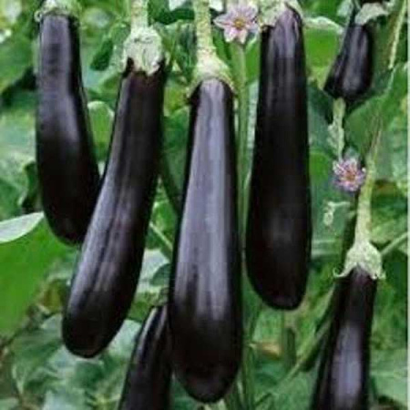 Баклажан Валентина 50шт з/п Маринда/Seminis