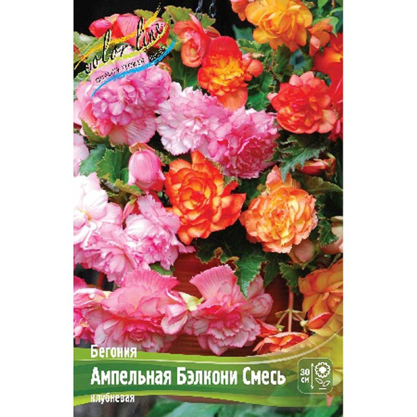 Бегония Ампельная Бэлкони Смесь 4/5 50 шт Шоу-бокс 8797