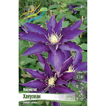 Клематис Хакуокан I 25 шт Биг-пак 4004